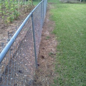 Neighbor sprayed some weed killer on this side of our fence. No biggie, jus