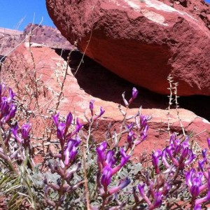Desert Beauty