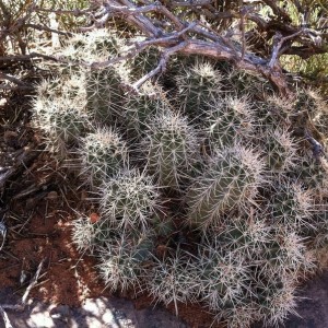 Desert Beauty 3
