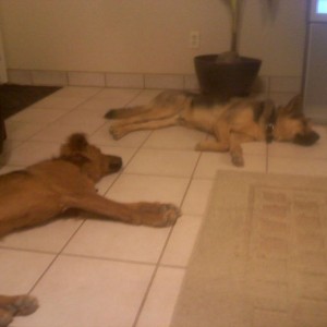 Tired dags. Yuh' like dags?