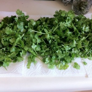 Fresh cilantro from our garden.