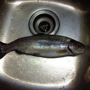 13.5" trout