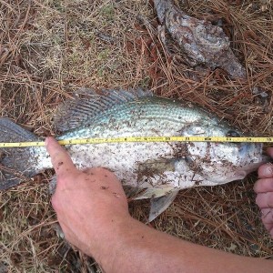 Citation crappie