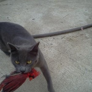 state bird killer! :eek: