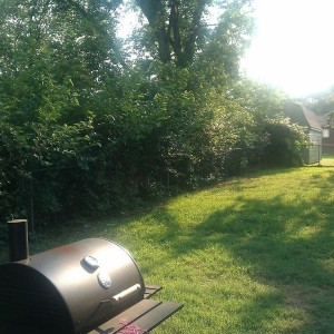 Didn't I see a post bout neighbor n weed killer? Dem is all weeds....n