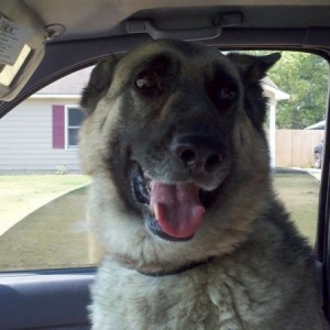 Going to the vet