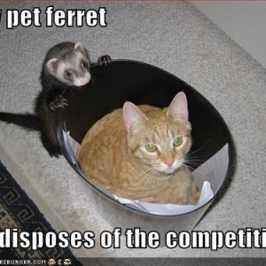 Ferret getting rid of competition