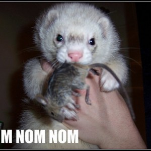 Ferret Noms