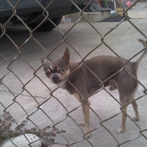Ugliest dog ever