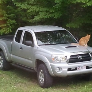 Hood Ornament