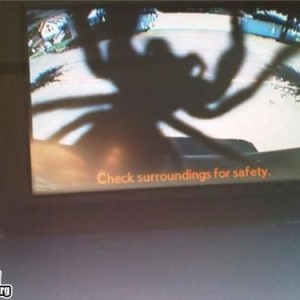 spider1