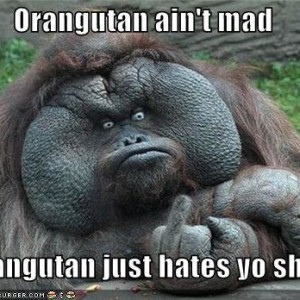orangutan