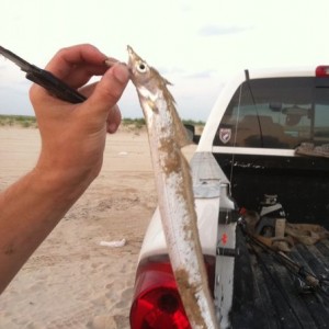 I caught this a sec ago. WTF is it. And it's got some teef