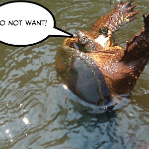 Created with PicSay Pro on my PC36100
