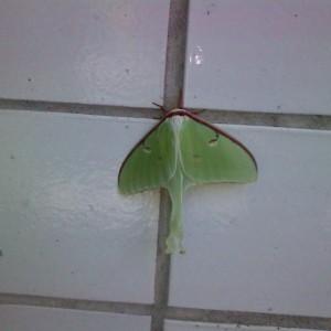 Lunar moth