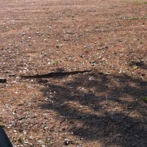 Rattle snake at Bridgeport OHV as we parked.