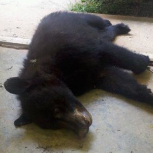 bear1