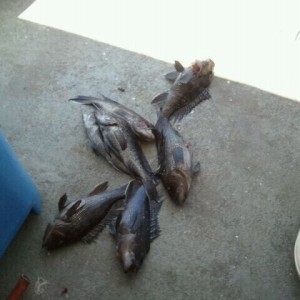 7 sea bass filets in our freezer from the trip this morning