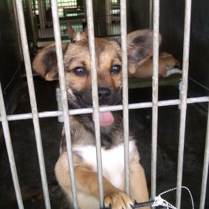 Adopted this lil girl,my new lap dog.saved her from the shelter