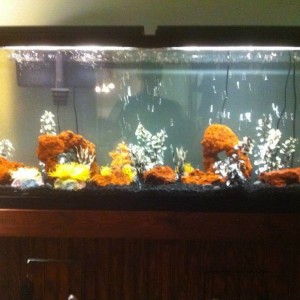 Fish Tank