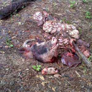 Here pig pig pig!