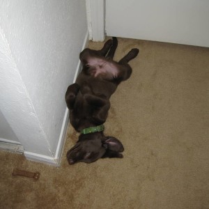 Labpuppy