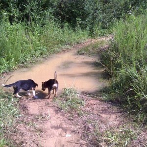 YES! The rain gods have blessed us with a "mudpit"!