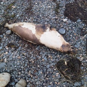 Dead seal