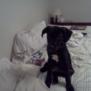 all yur bedz are belong 2 meh