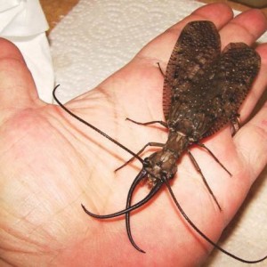 dobsonfly