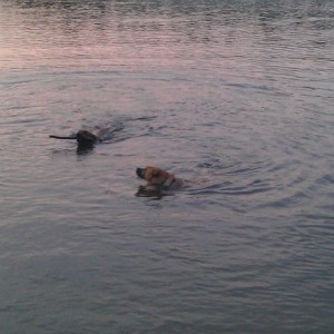 Swimming dogs love sticks