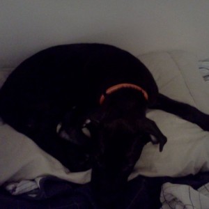 I might as well just give him the bed...lol