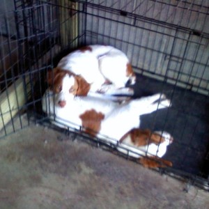 A customer's Brittany brothers. 12 weeks old!