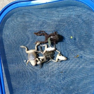 7 frogs in my pool. And I thing there may be more