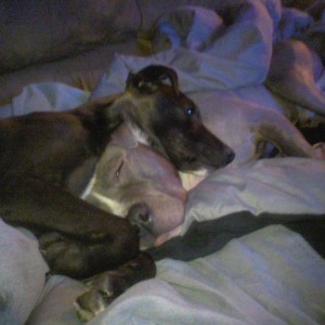 My big mean pitbulls
