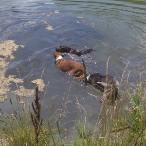 Taking a dip!