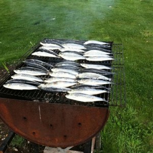 Sardines anyone