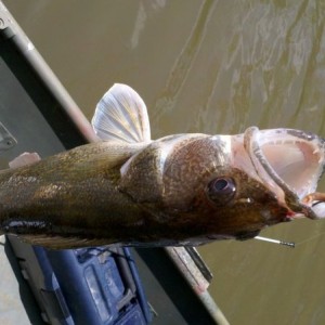 Couple pounder, not bad for a creek that goes into the river.