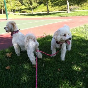 Took the pooches to the park