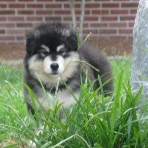 pup