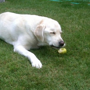 The dog likes apples Sent wirelessly from my BlackBerry device on the Bell 