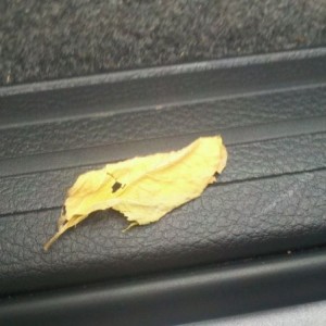 That stupid leaf was causing a super annoying tick in the fan. About drove 