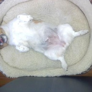 the life of my dog bella.... i could only wish