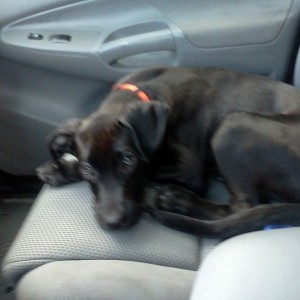 Going to the vet...booster shot set 3!