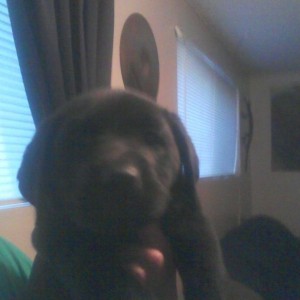 Not the best pic but I'm picking this Guy up today!!