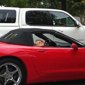 And saw this pooch living the life in the parking lot.