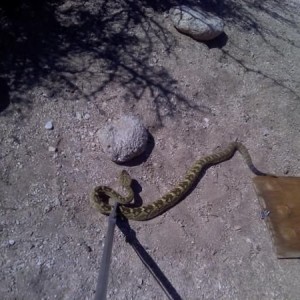 Mohave green rattler.