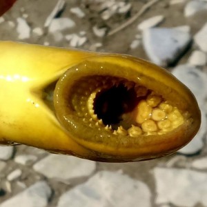 050916_lamprey_morrison_11