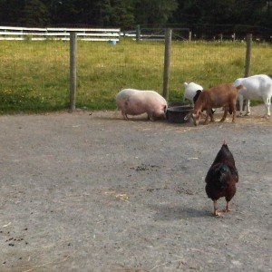 Pig at farm
