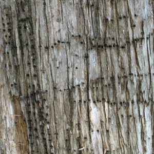 WoodyWoodpecker